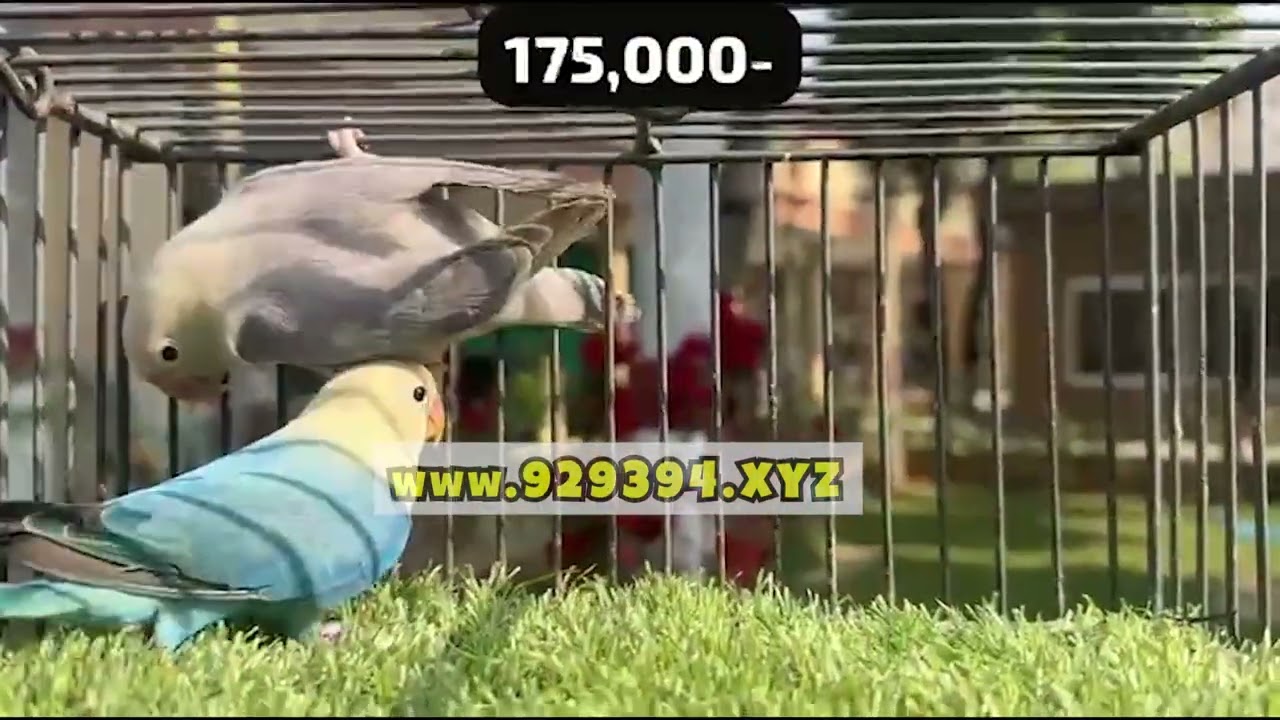 B2 Aqua Opaline Dunfallow with Violet Opaline Dunfallow Breeder Lovebirds Pair and its chicks result
