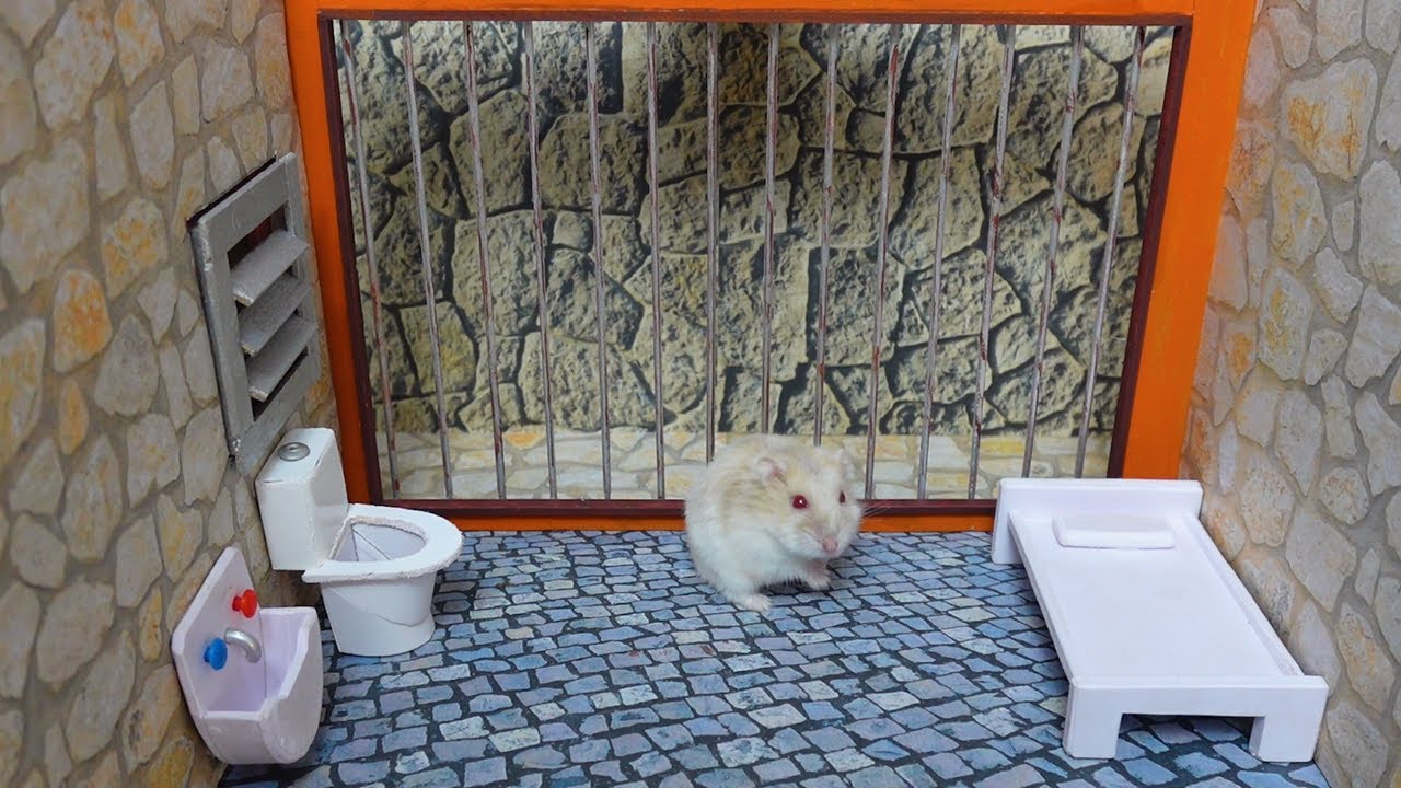 Hamster Prison Break Escape Challenge