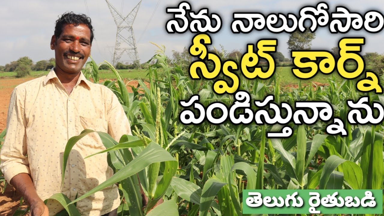 Sweet Corn Cultivation | స్వీట్ కార్న్ పండిస్తున్న | రైతు బడి