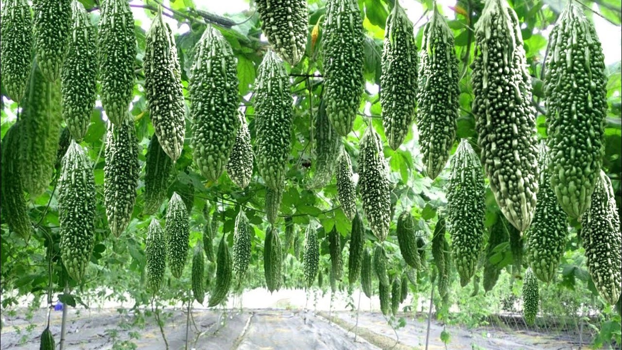 আধুনিক করলা চাষে ৩ লক্ষ টাকা লাভ - Scientific Bitter Gourd Farming