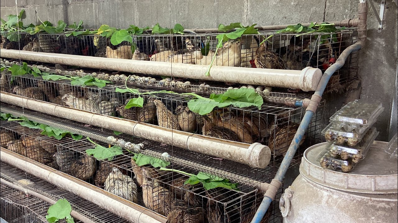 COMO Potencializar a PRODUÇÃO de OVOS de Codorna Gigante e Bem-Estar Animal