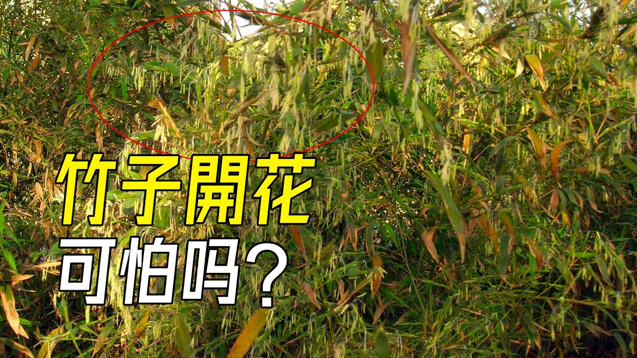 入口清香的竹米，為何過去不招人待見