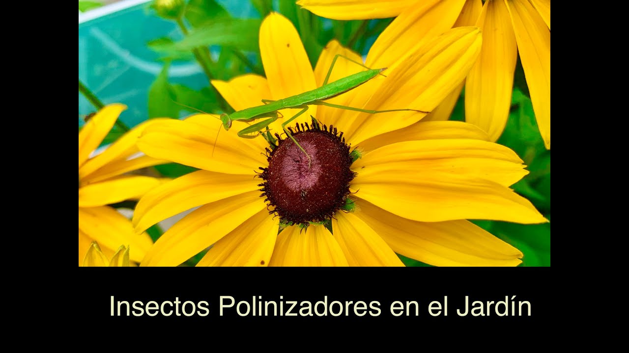 Cómo atraer Insectos Beneficiosos y Polinizadores a su Huerta o Jardín