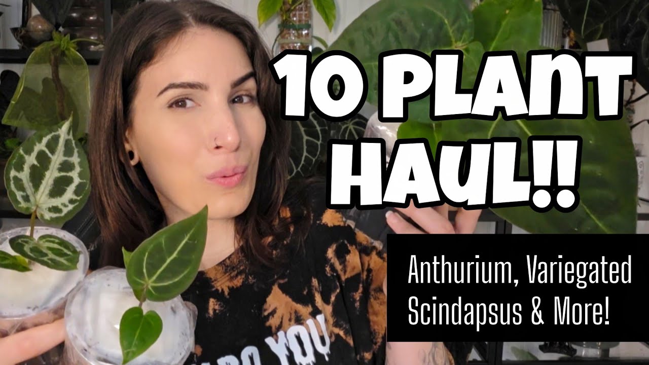 Огромная распаковка 10 растений!! 🌿 Антуриум, пестролистный сциндапсус и другие от Fontanimal Pla...