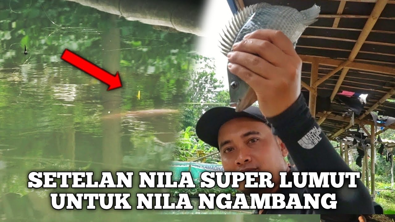 KUPAS TUNTAS SETELAN LUMUT NILA SEHU PEMANCING DANAU !!