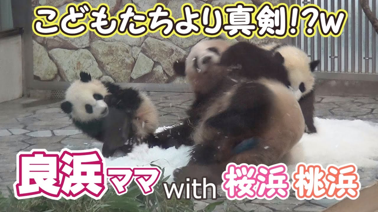 【こどもより真剣ｗ】パンダ親子のレスリング✨良浜ママwith桜浜🌸桃浜🍑【良ちゃん応援企画】GIant Panda -Rauhin&Ouhin&Touhin