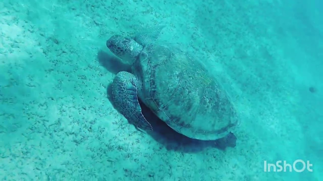 Marsa alam mrówek i żółw 🐢