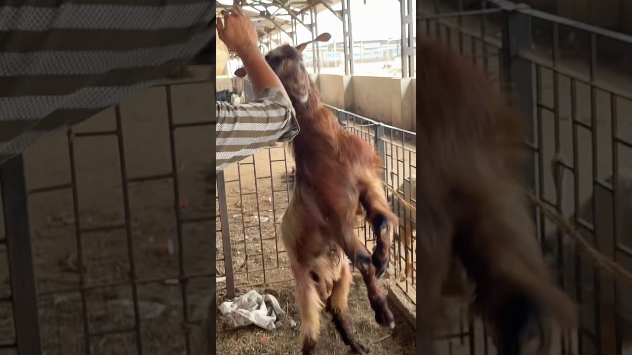 Deonar andul Bakra 2025 #deonar #andulgoats #mumbai #naat #mandi #bakramandi #shortvideo #shortsfeed
