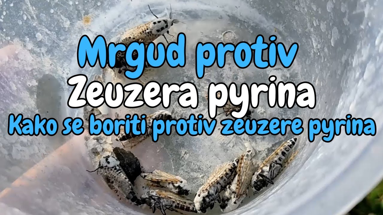Mrgud protiv Zeuzere pyrine - Kako se boriti protiv Zeuzera pyrina