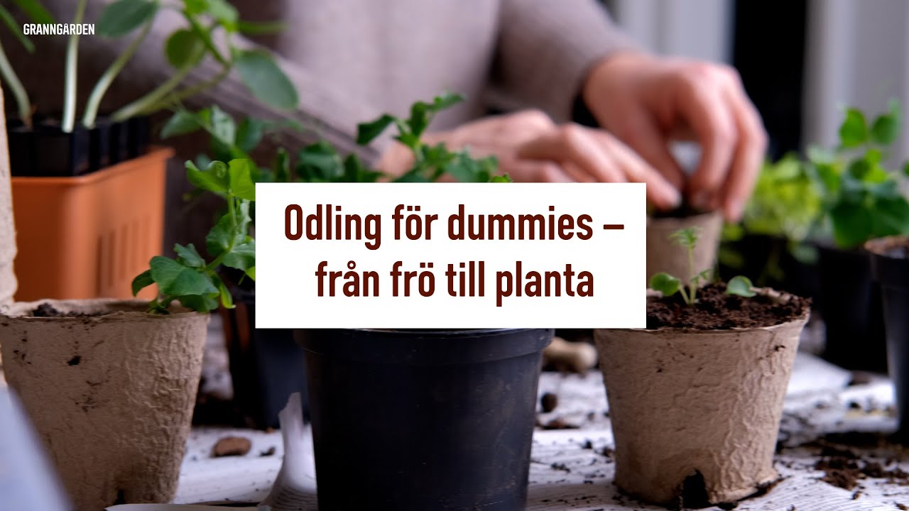 Odling f&ouml;r dummies &ndash; L&auml;tt att odla gr&ouml;nsaker
