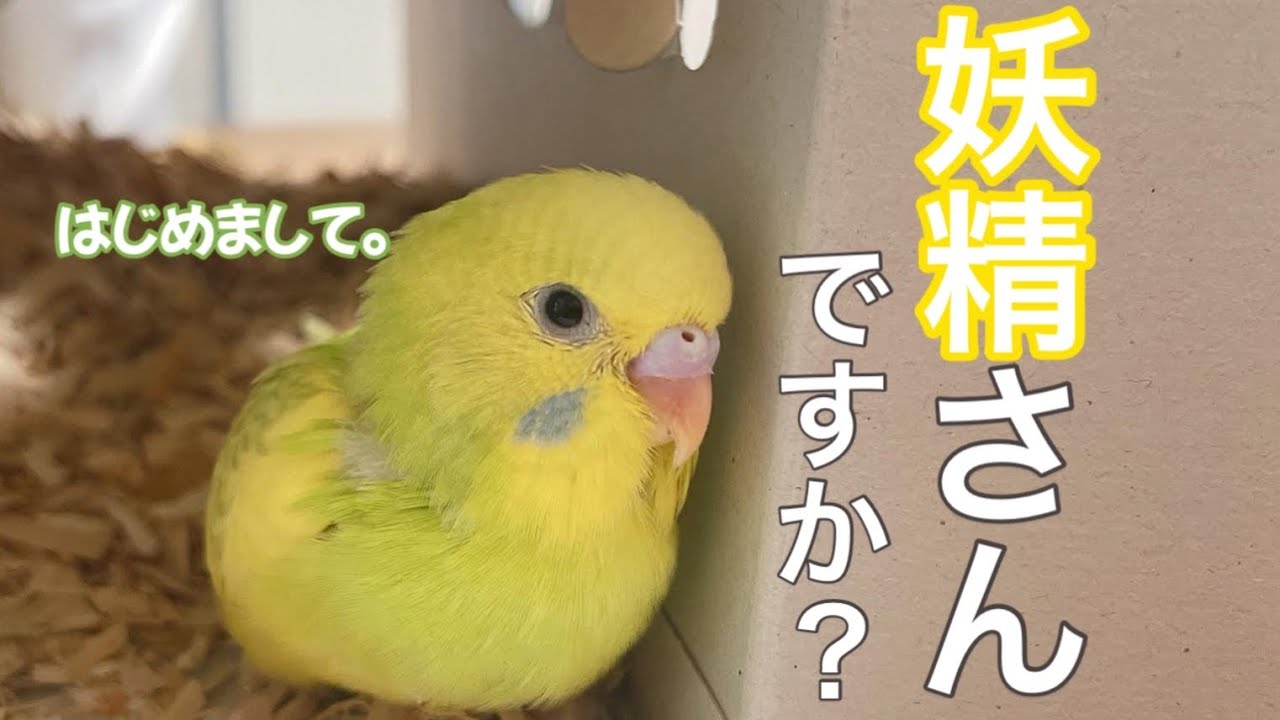 【妖精さん】セキセイさんお迎えしました！かわいすぎてメロメロなカイヌシたち|セキセイインコ雛|生後1ヶ月|スパングル
