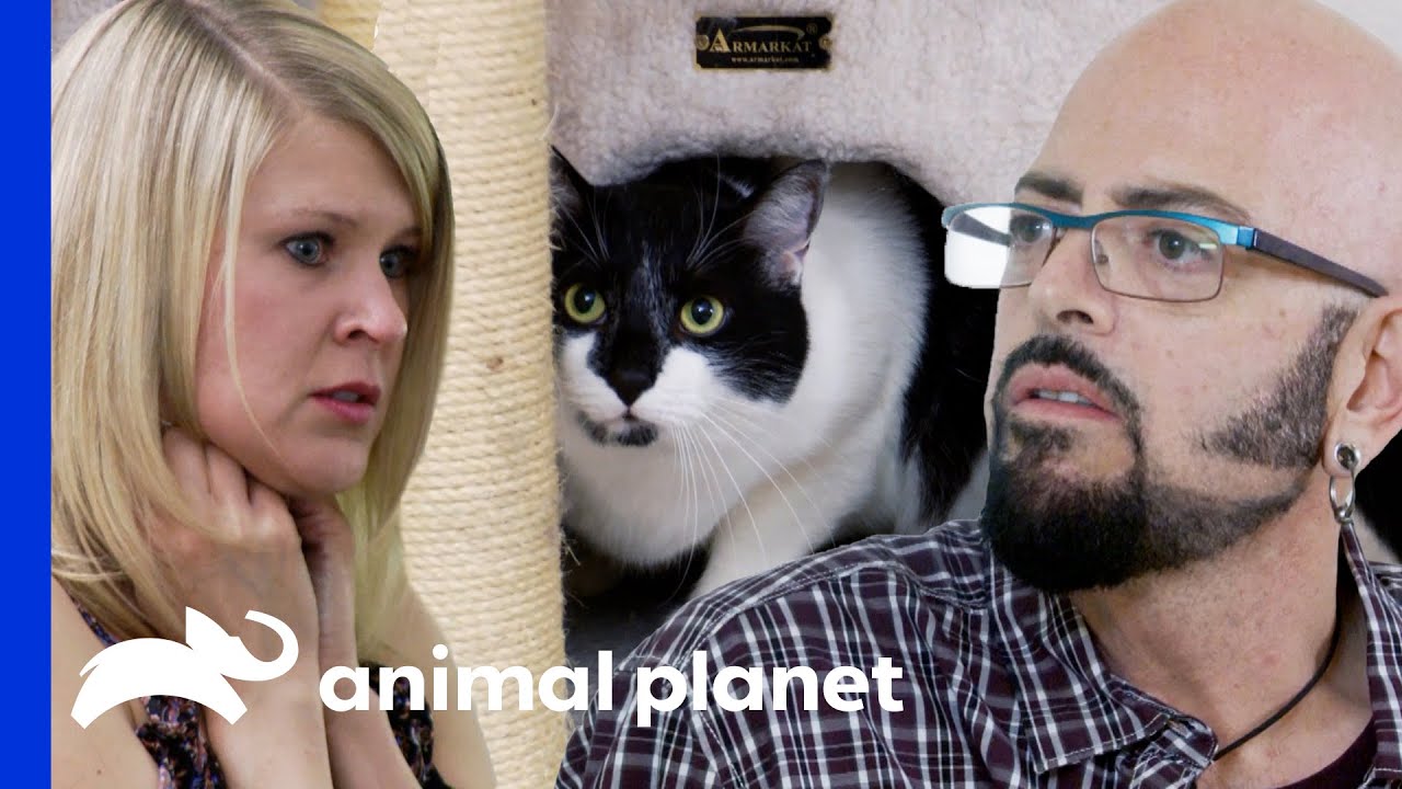 Cat Is So Aggressive His Owner Cries Of Fear! | My Cat From Hell