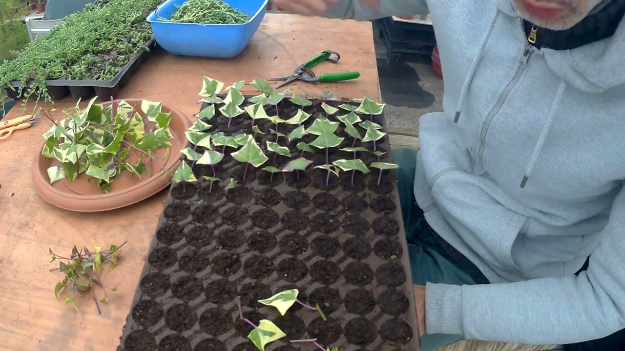 Hedera Helix Hakiki Ev Sarmaşığı İşte Budur !!!