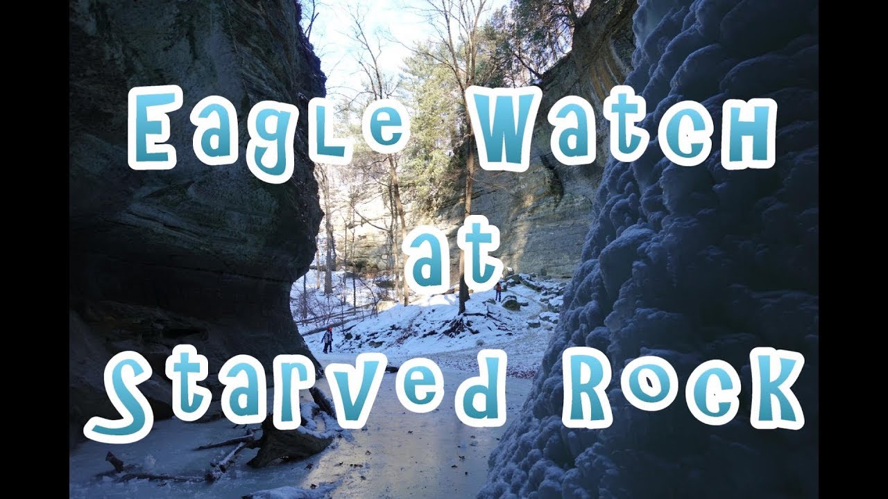 Bald Eagle Watching at Starved Rock