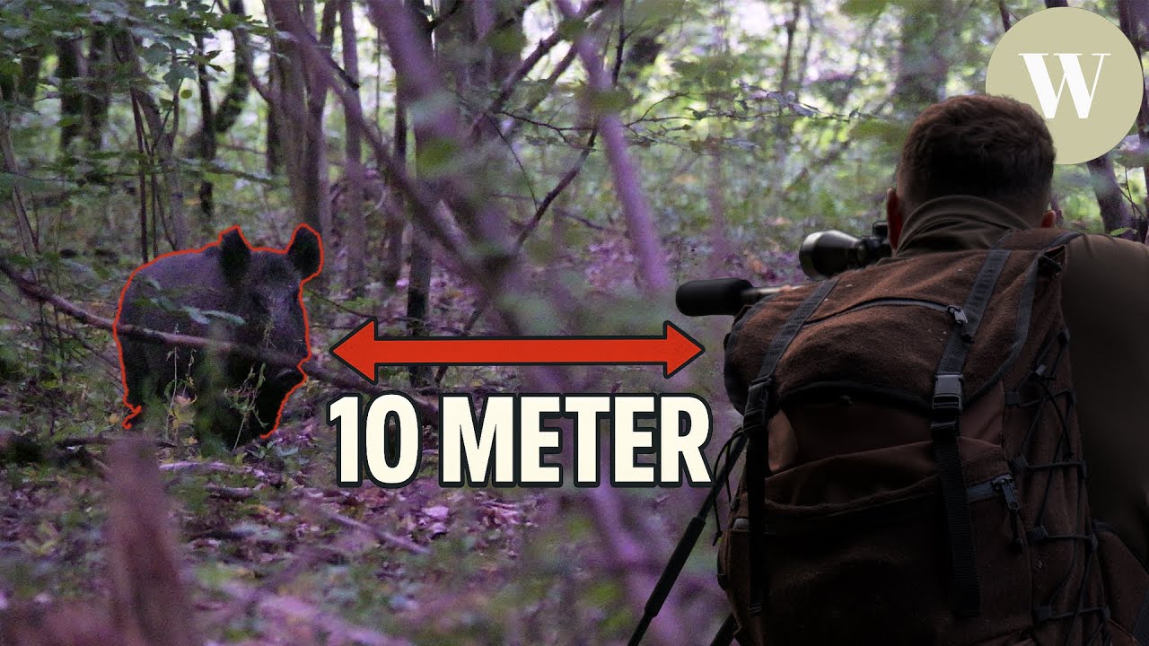 🔥 Mai-Jagd-Highlight: Rotwild im Anblick & Schwarzwild auf 10 m erlegt! - WaldGeist