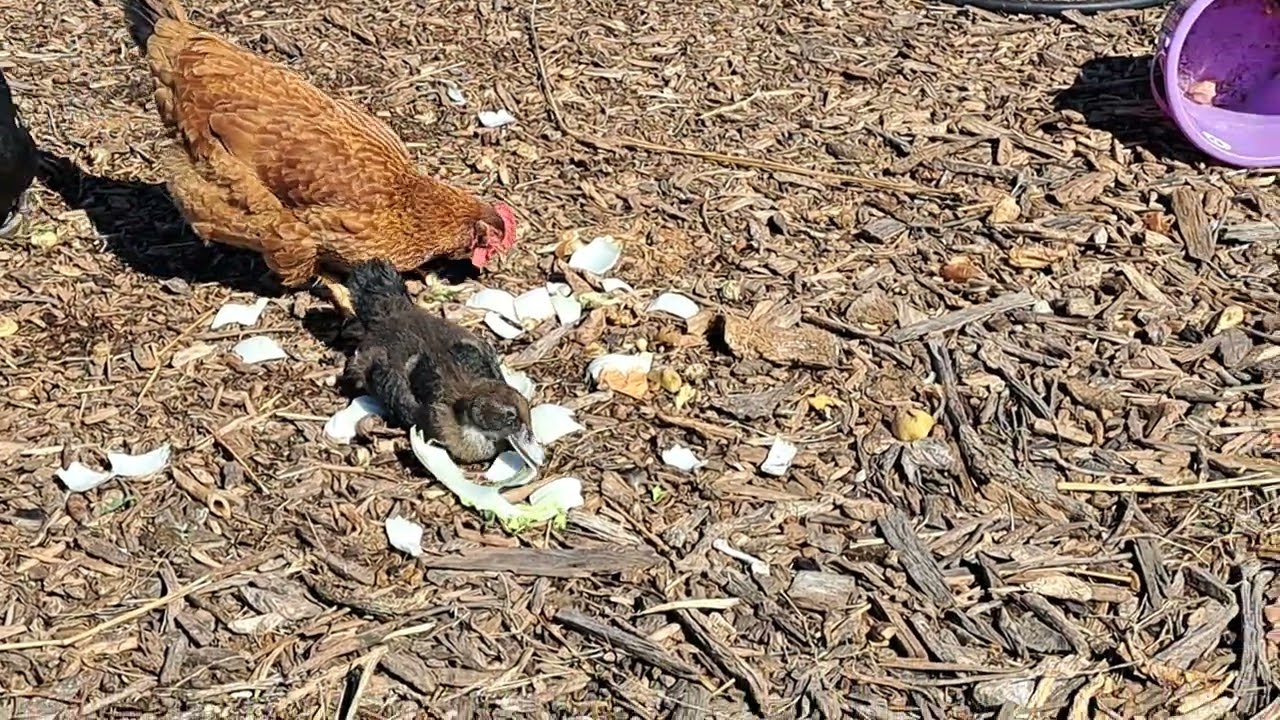 Baby ducks 
