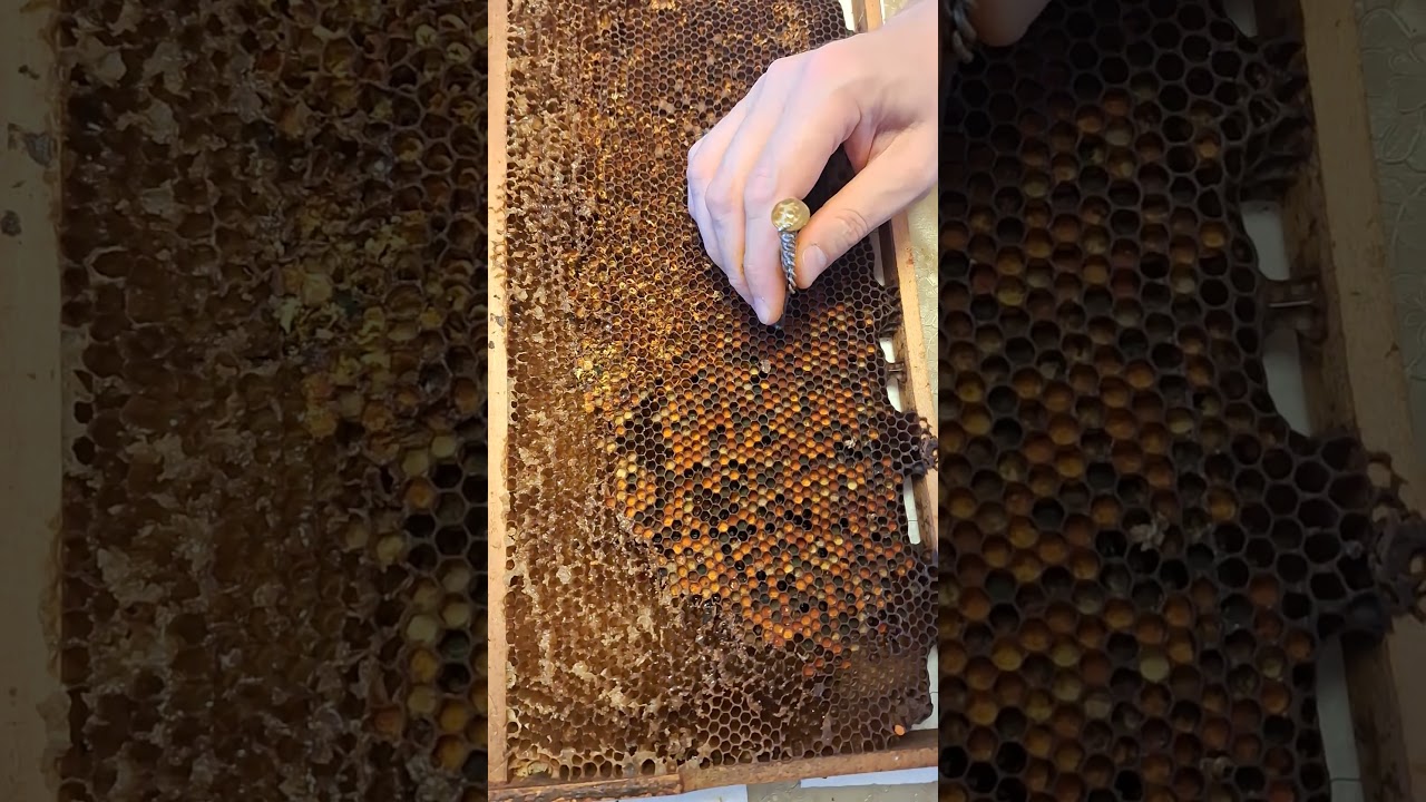 Proces vađenja perge/the process of extracting perga