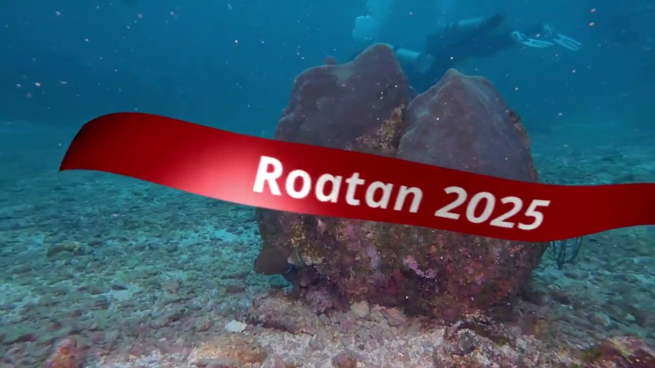 Дайвинг на острове Роатан в 2025 году