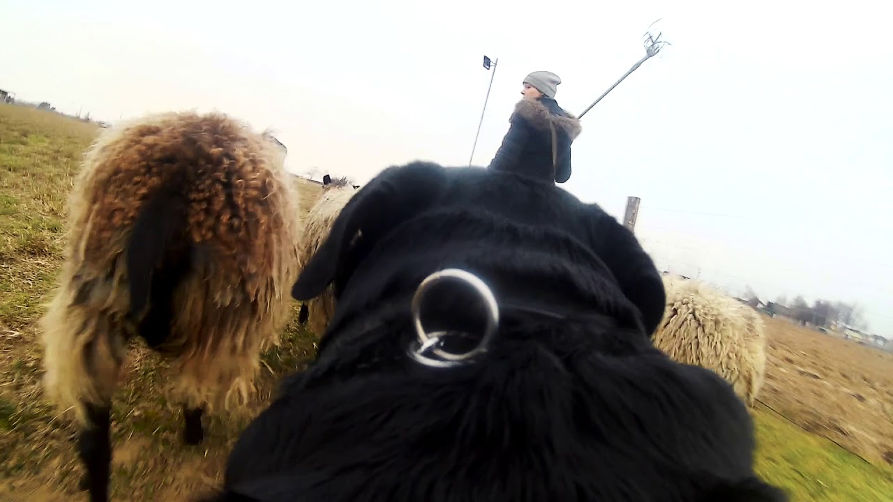 Rottweiler herding sheep - 7th lesson