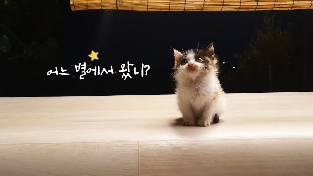 어느 날 우리 집에 찾아와 부모님께 행복을 전해준 아주 작은 고양이  A very small cat that brought happiness to its parents