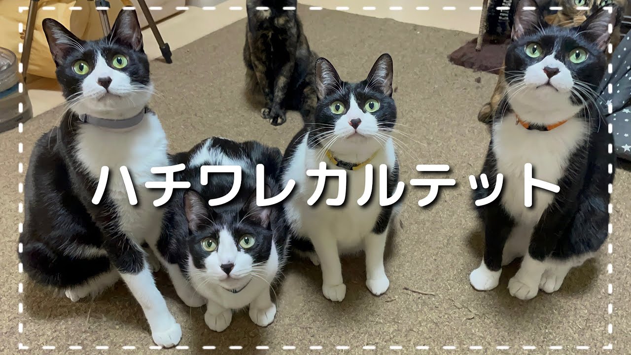 ハチワレさん大特集