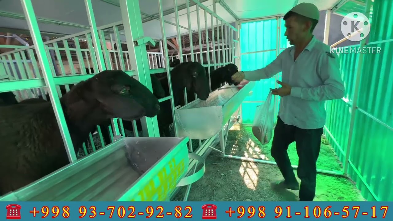 ENDI QOYXONA QURISH OSON BOLDI BUNI KORING SIZ UCHUN BU VIDEO 2025