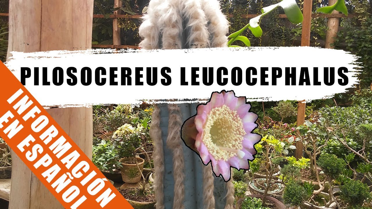 Pilosocereus leucocephalus - Cactus de la semana - by Desert plants