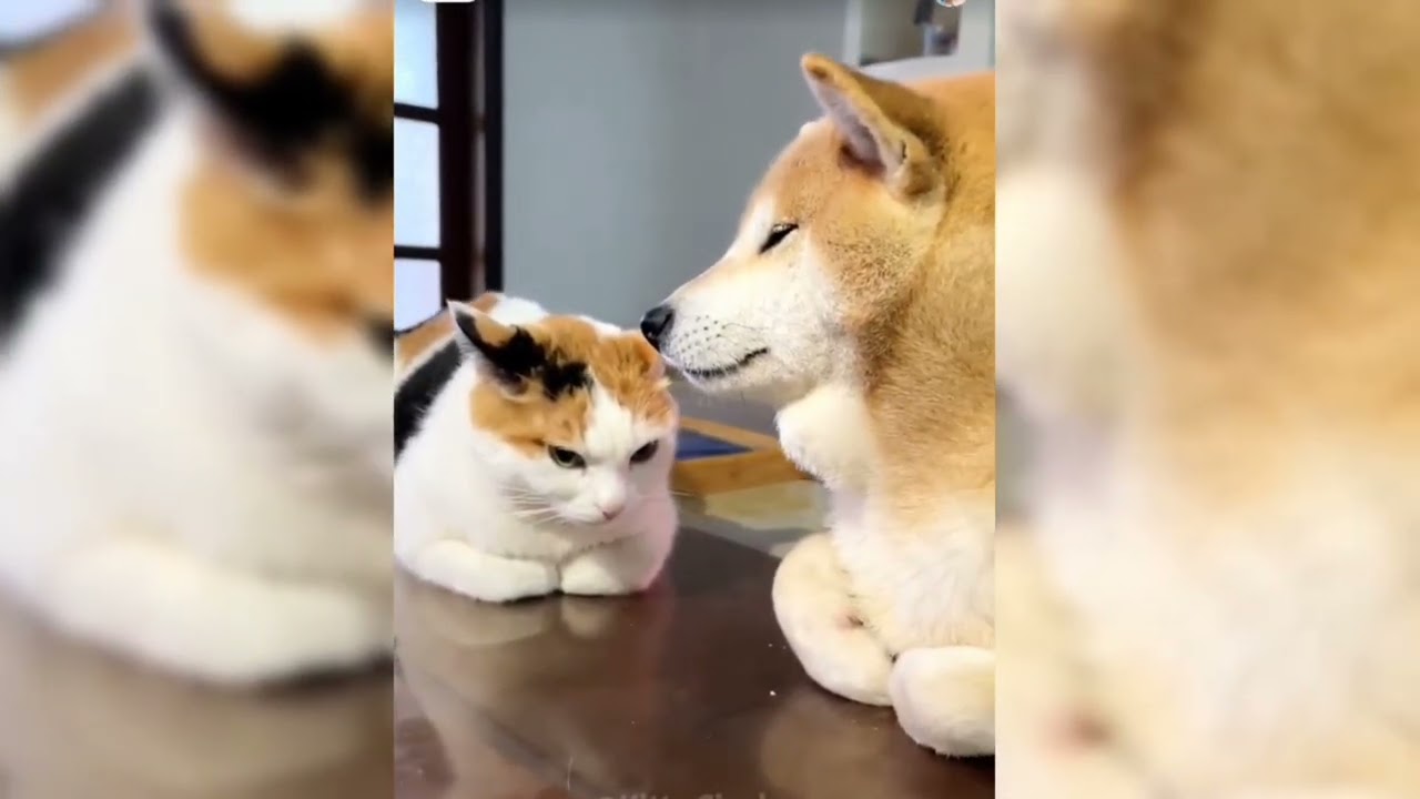 Смешные видео с животными 😂 Самые смешные кошки 😺 и собаки 🐶 2025 #кошки #домашниеживотные #смешн...