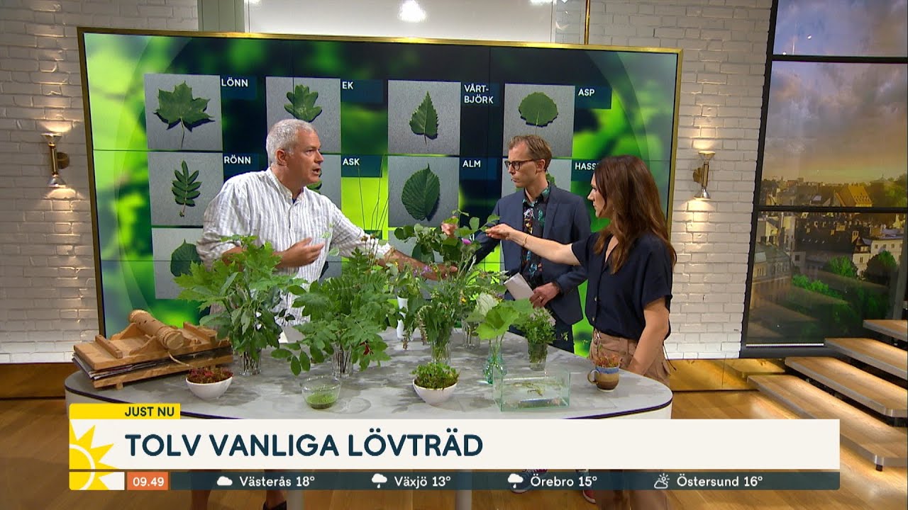 Lär känna lövträden: ”Alm är som två dagars skäggstubb” - Nyhetsmorgon (TV4)