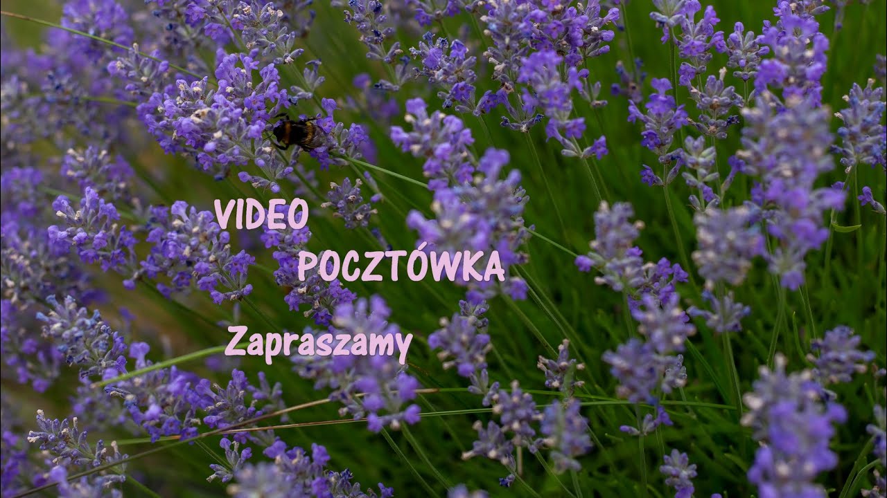Już nie trening - dziś SESJA i to w lawendzie !