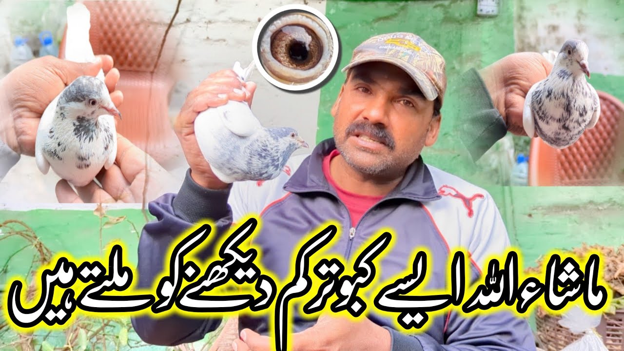 MashaAllah Aise Kabutar Kam Dekhnay Ko Milty Hain👍🏻 Ustad ch kamran