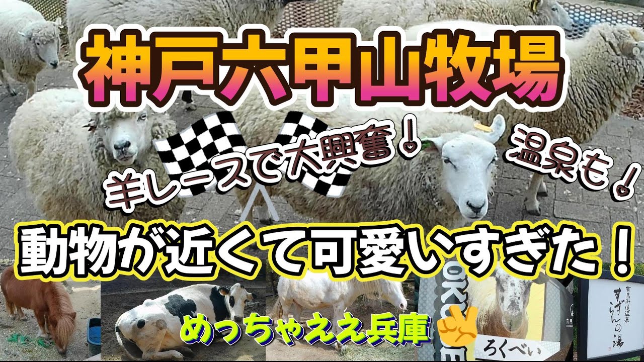 【神戸六甲山牧場】動物が近くて可愛すぎた🐑羊レースに大興奮！動物達と触れ合って帰りは温泉♨そんな１日はいかがですか🥰めっちゃええ兵庫