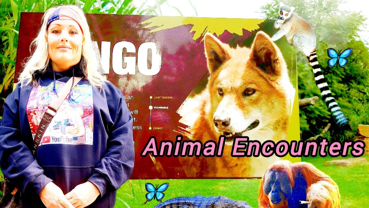 Discover Melbourne Zoo: A Day of Animal Encounters