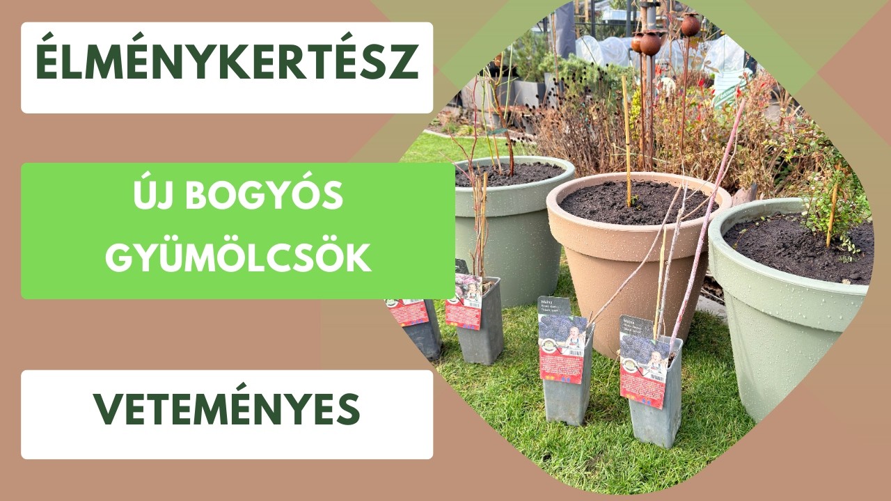Új bogyós gyümölcsök a kertben🫐