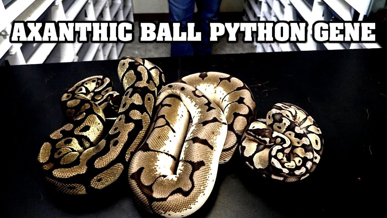 All about axanthic ball pythons, my favorite morph