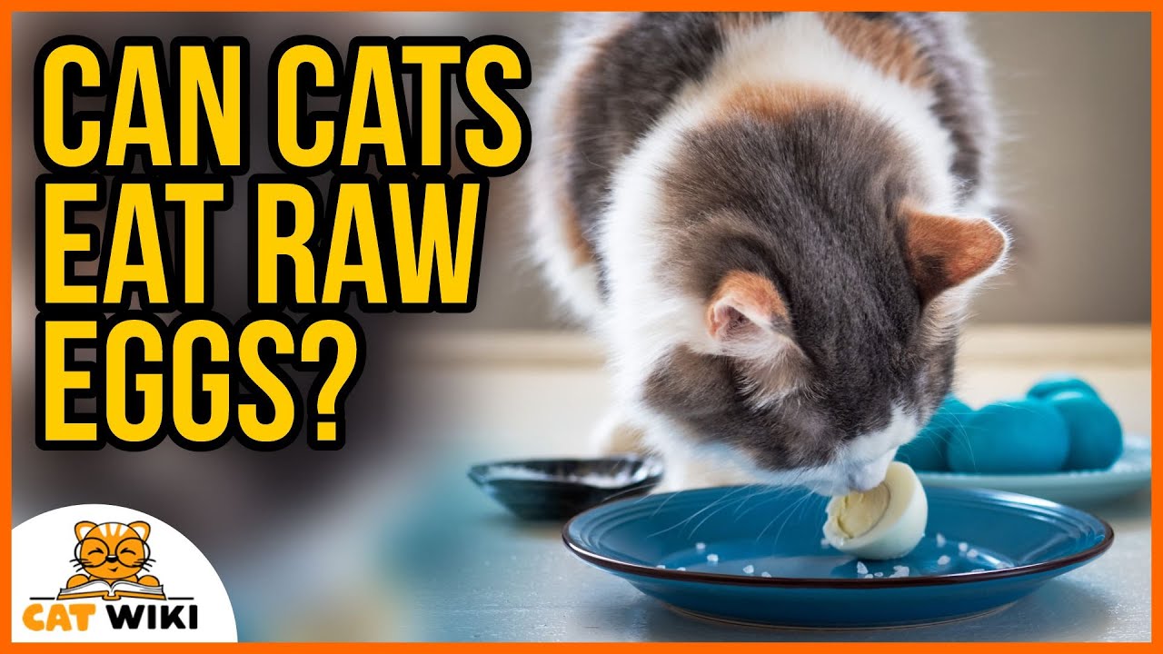 Can Cats Eat Raw Eggs? And What About Cooked Eggs?