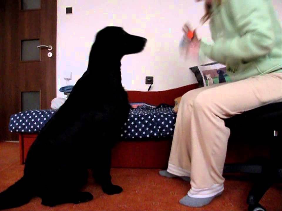 Clicker Training with dummy (1)