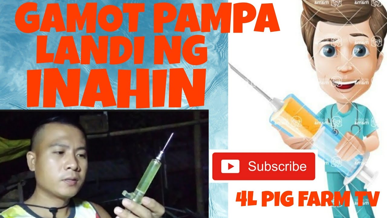 GAMOT PARA MABILIS MAG LANDI AT MAGPAKASTA ANG INAHIN. #farming  #baboy