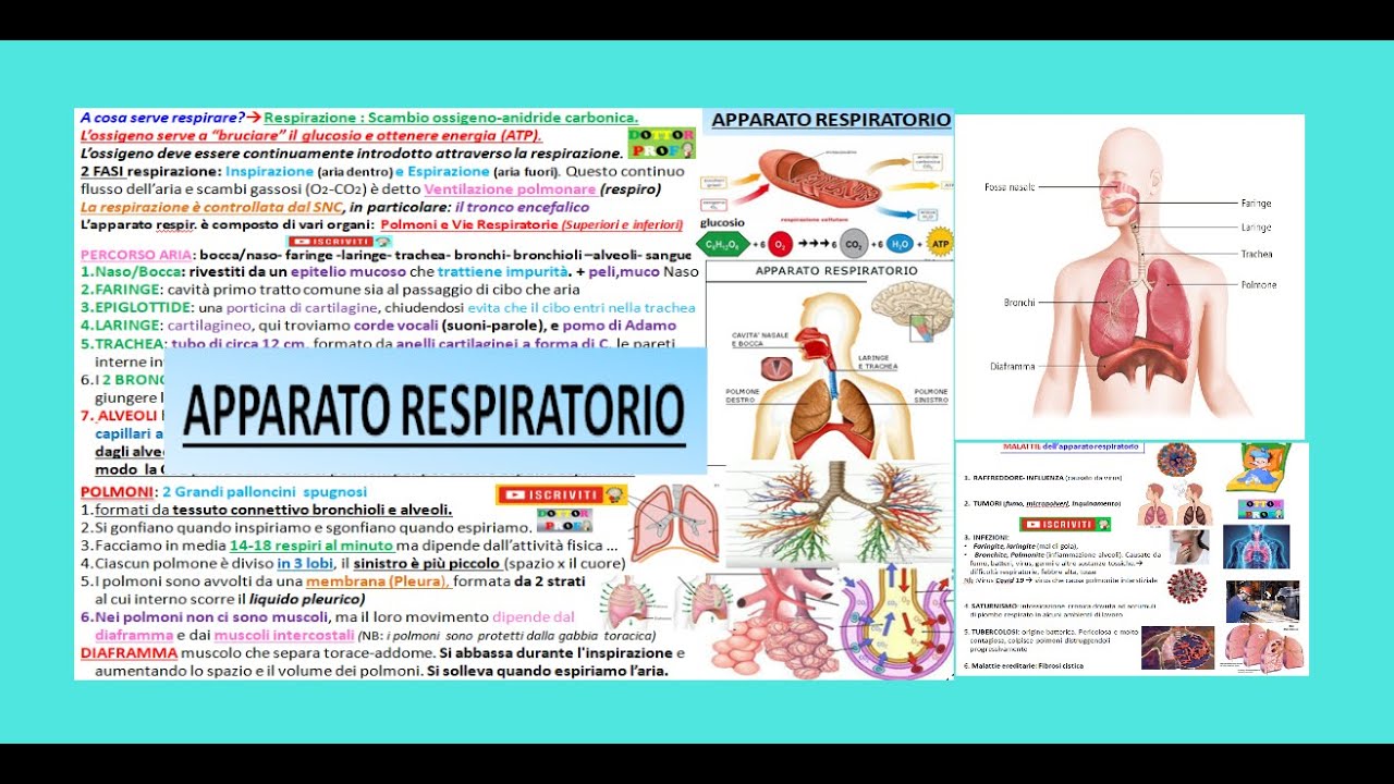 APPARATO RESPIRATORIO riassunto semplice (respirazione generale e cellulare, i polmoni ...)