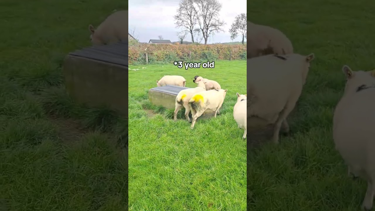 Rams introduced to the ewes. 