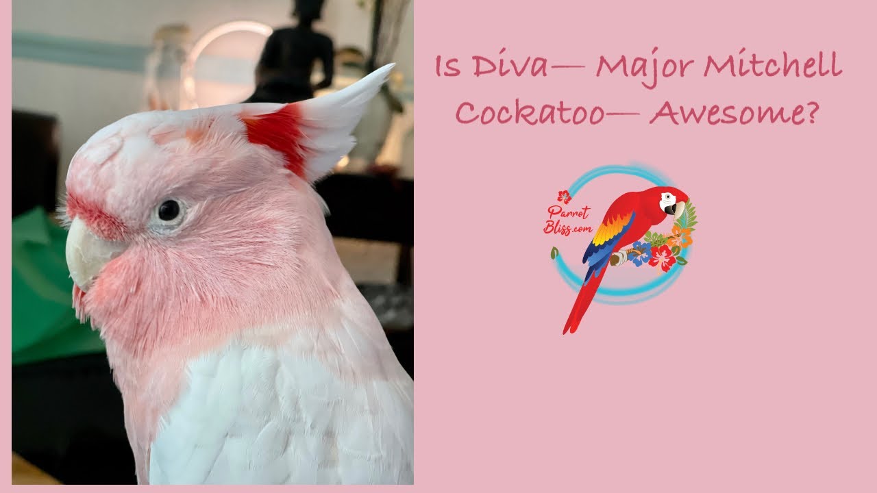 Что любит какаду Майор Митчелл в качестве домашнего питомца? #parrot_bliss #parrot #best_parrot #...