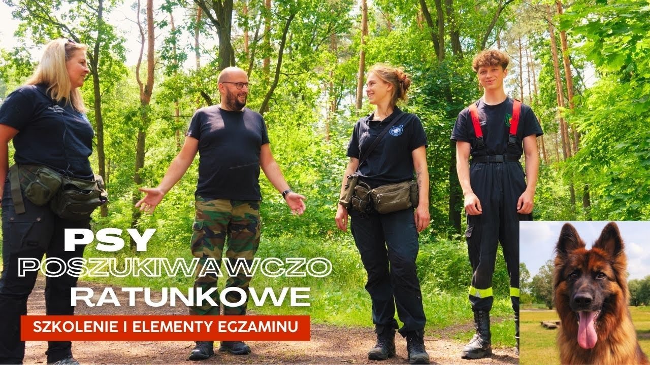 Psy poszukiwawczo ratownicze szkolenie i elementy egzaminu
