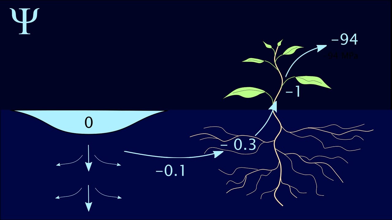 Das Wasserpotential - Antrieb f&uuml;r das Wasser im Boden
