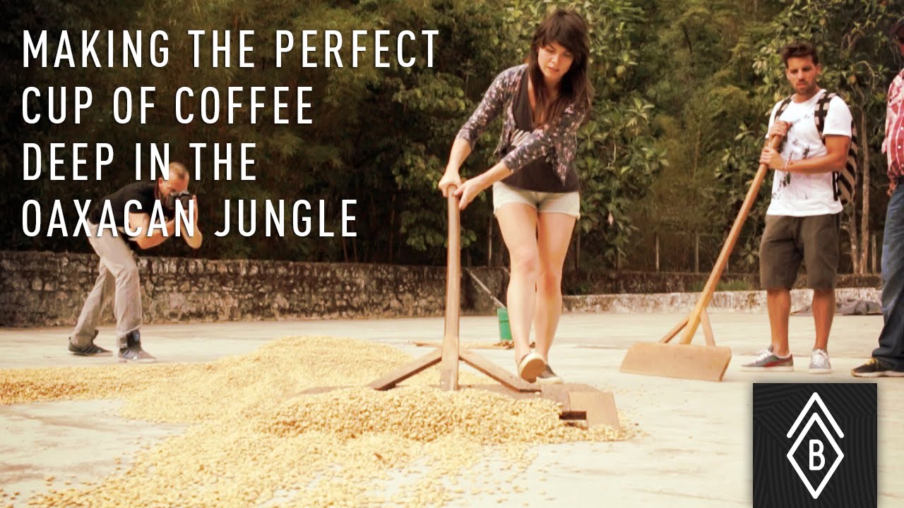 Visiting A Coffee Plantation In Mexico Deep In The Oaxacan Jungle