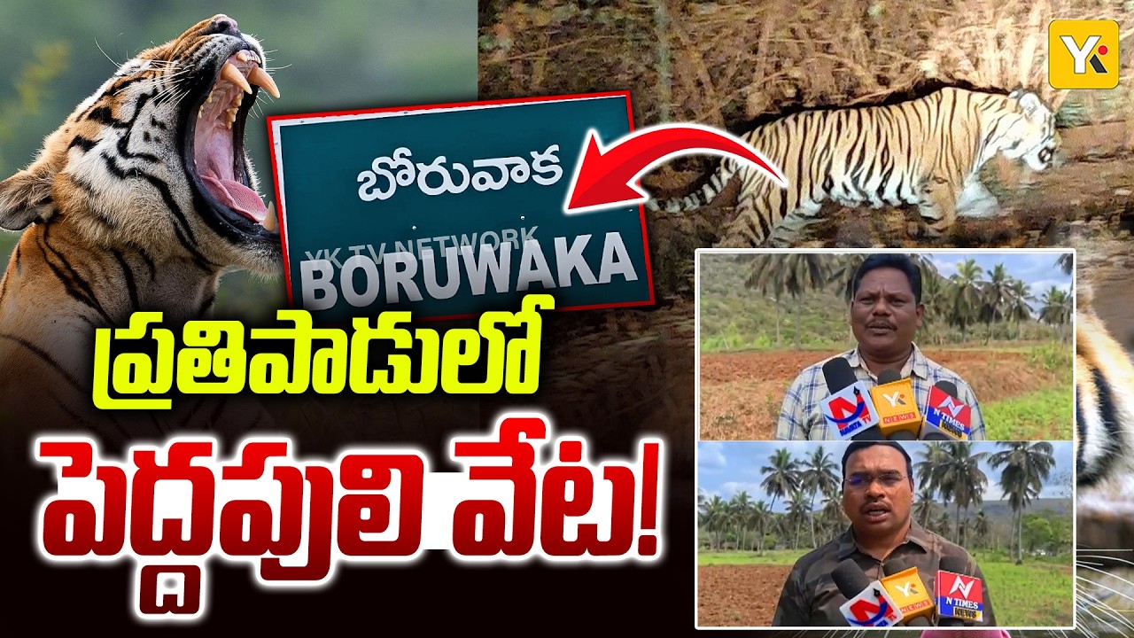 Operation Tiger in Kakinada Prathipadu 14 బృందాలతో అటవీశాఖ సెర్చ్ ఆపరేషన్ గ్రామస్తులు హై అలర్ట్ YKTV