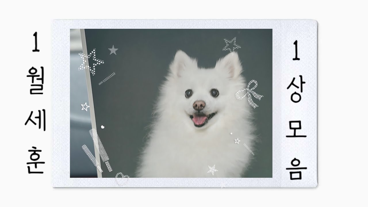 세젤귀 스피츠와 1월1상🐶