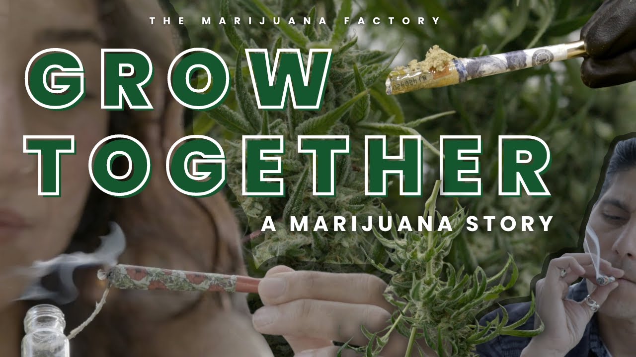 Grow Together | Family-Run Marijuana Factory Documentary | Sony FS7 | Seed to Sale Journey