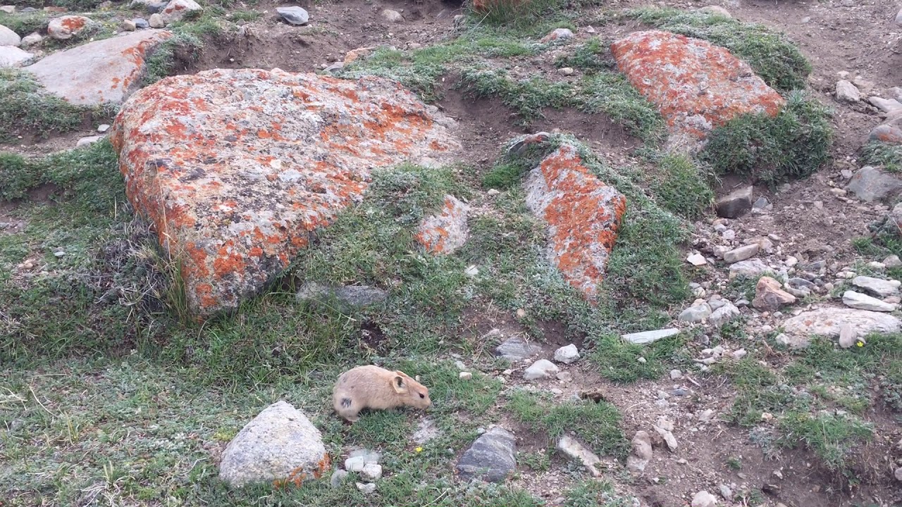 Nimaling Camping site in Markha Valley Trek