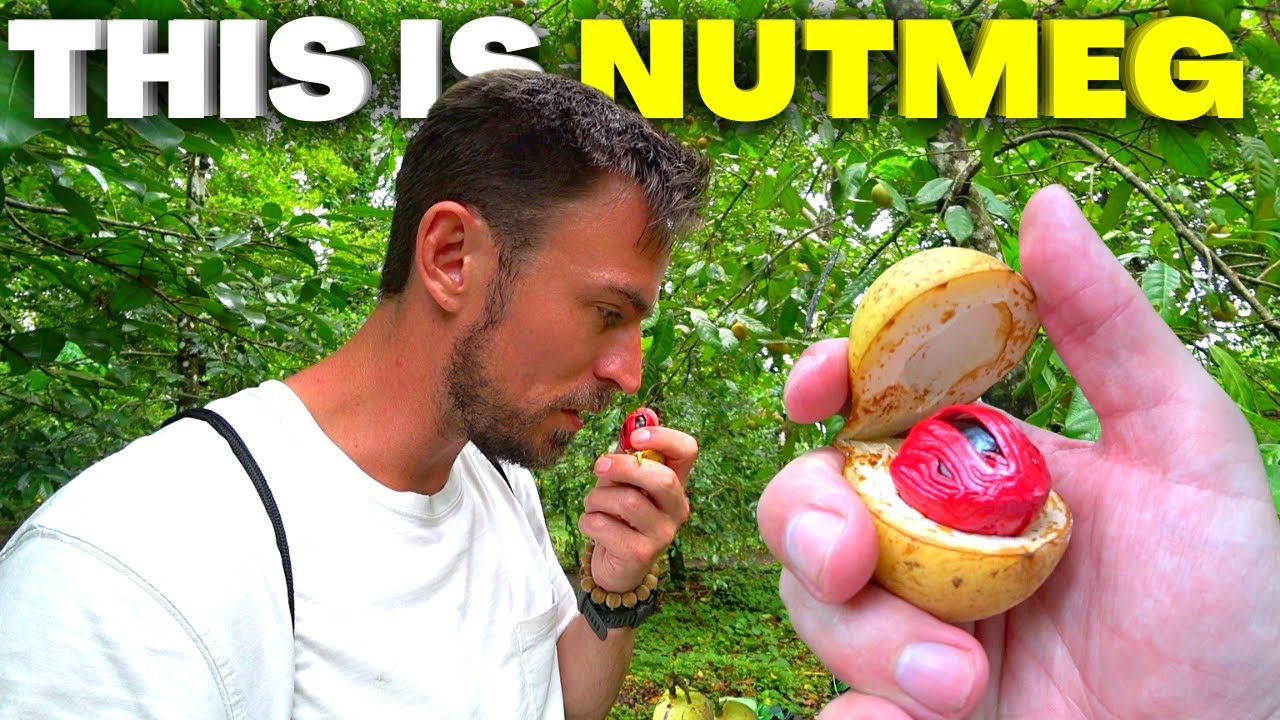 NUTMEG: The Fruit Once Worth MILLIONS 🇮🇩