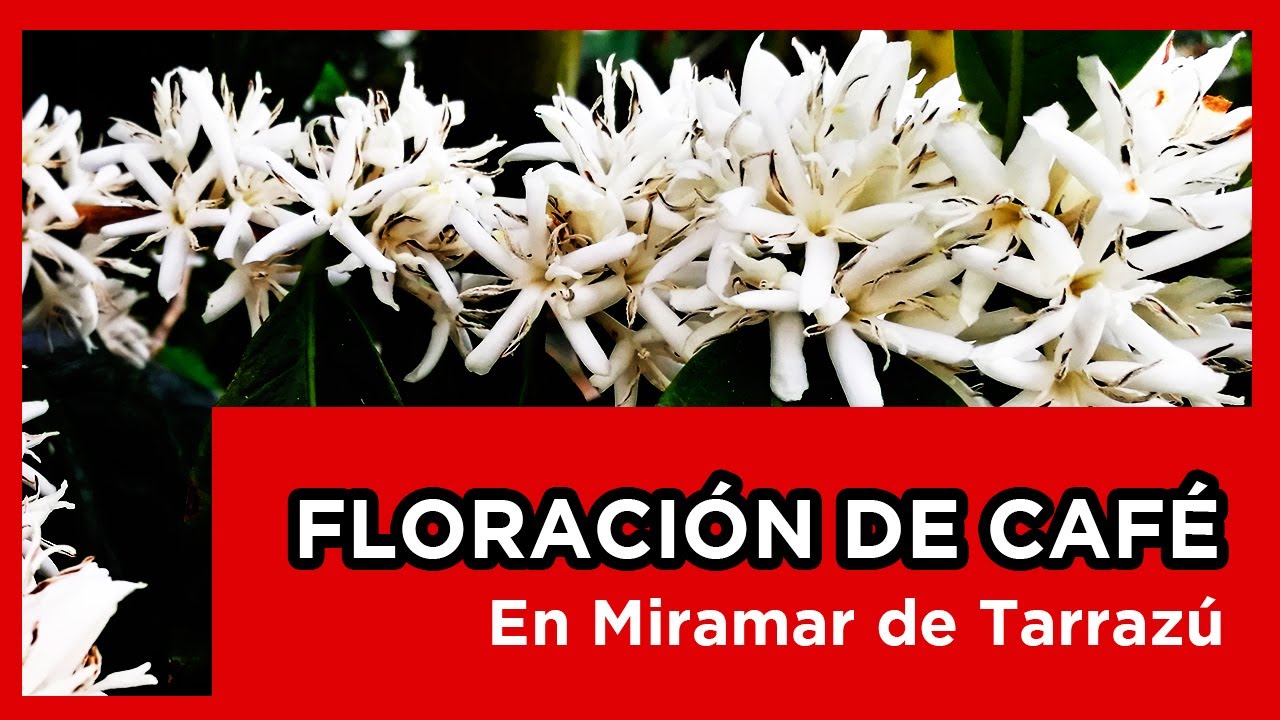 ▶ LA FLORACI&Oacute;N DEL CAF&Eacute;, MARAVILLA EN TARRAZ&Uacute; 😀